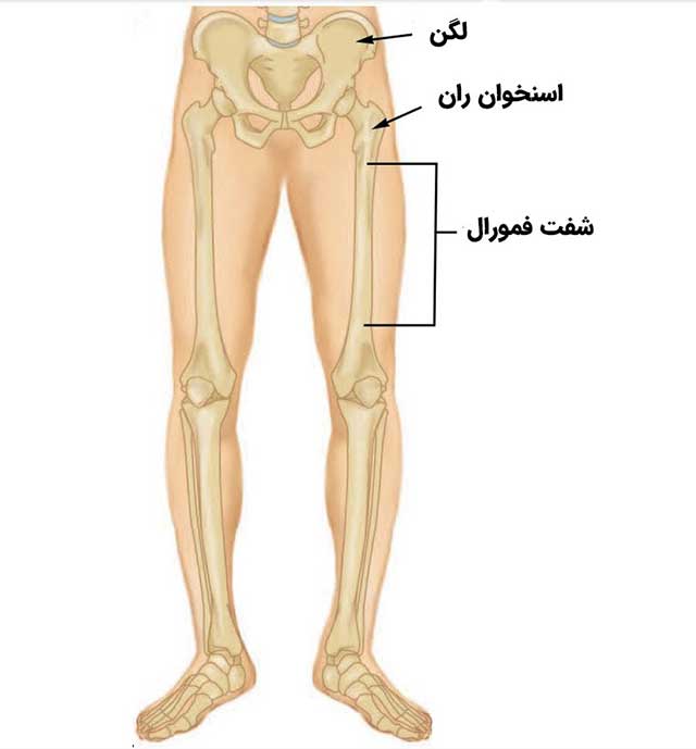 آناتومی استخوان ران